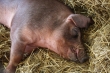 Wyrównanie dochodów dla producentów świń ze stref asf - wniosek Zarządu KRIR