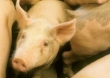 Nieoprocentowane pożyczki dla producentów świń na sfinansowanie nieregulowanych zobowiązań cywilnoprawnych