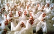 Zagrożenia jakie niesie ze sobą wysoce zjadliwa grypa ptaków (HPAI) dla gospodarstw utrzymujących drób