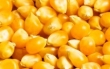 Interwencyjny skup kukurydzy 