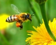 Planowana pomoc dla pszczelarzy