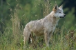 Należy zmienić status ochrony wilka - wniosek Zarządu KRIR