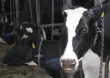 Alarmujący spadek cen mleka: apel o spotkanie z Ministrem Rolnictwa i Rozwoju Wsi