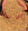Pomoc do zbóż - wyjaśnia MRiRW